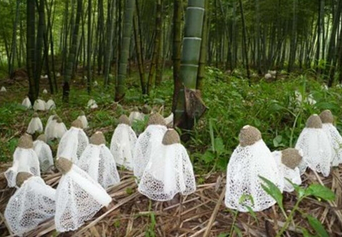 เหดเผอไผสายพนธกระโปรงยาว