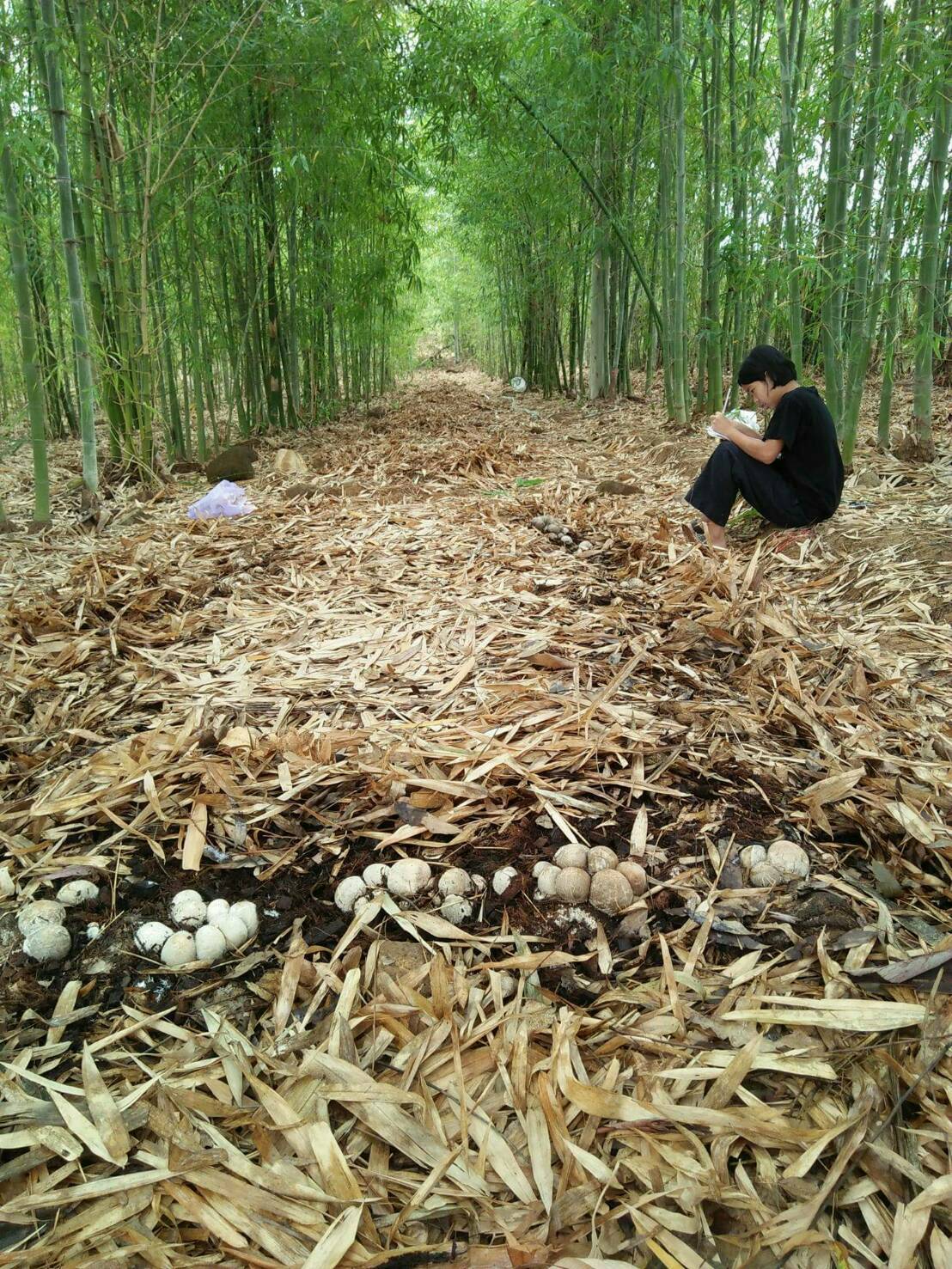 แปลงปลกเหดเยอไผ