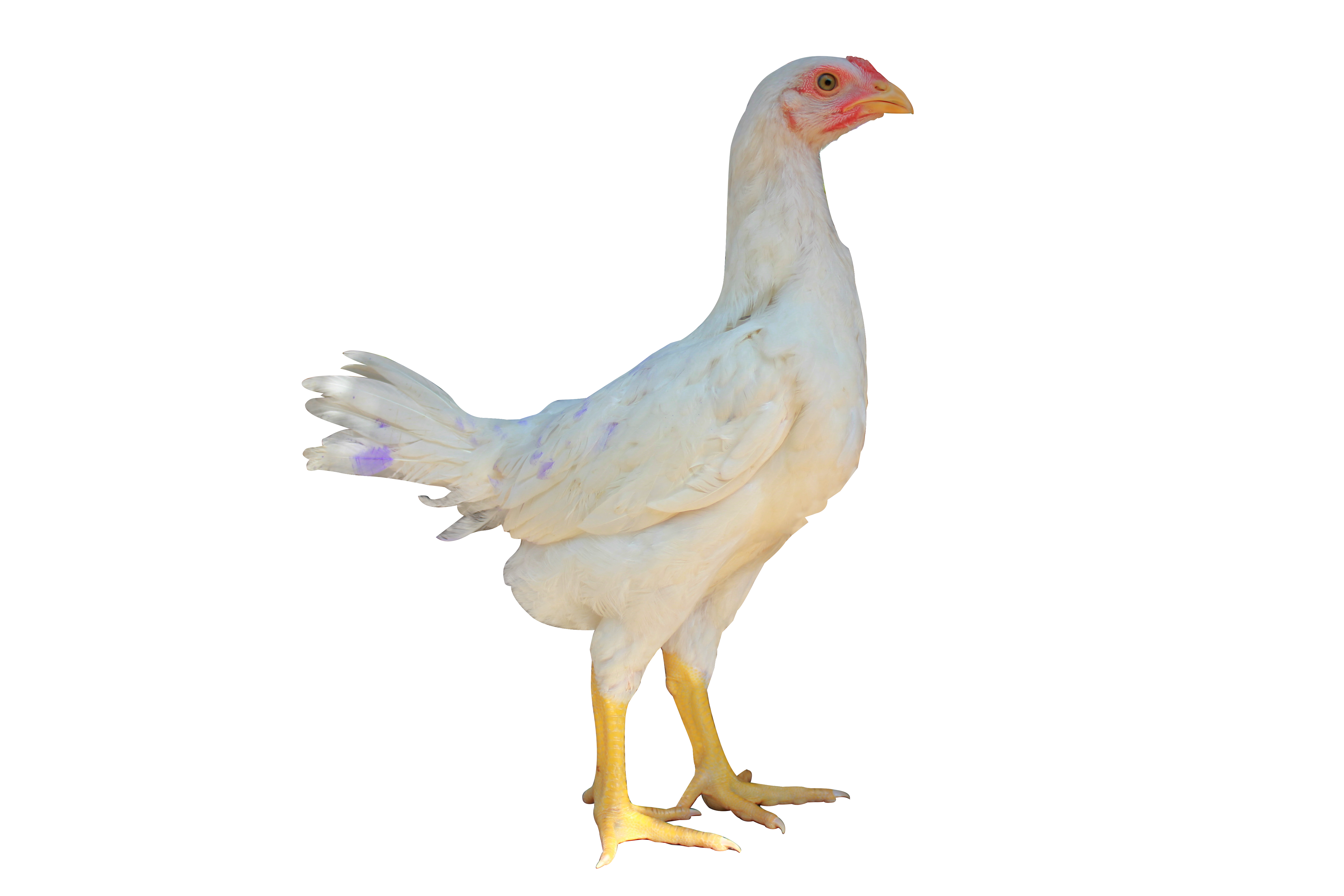 ไกเนอโคราช