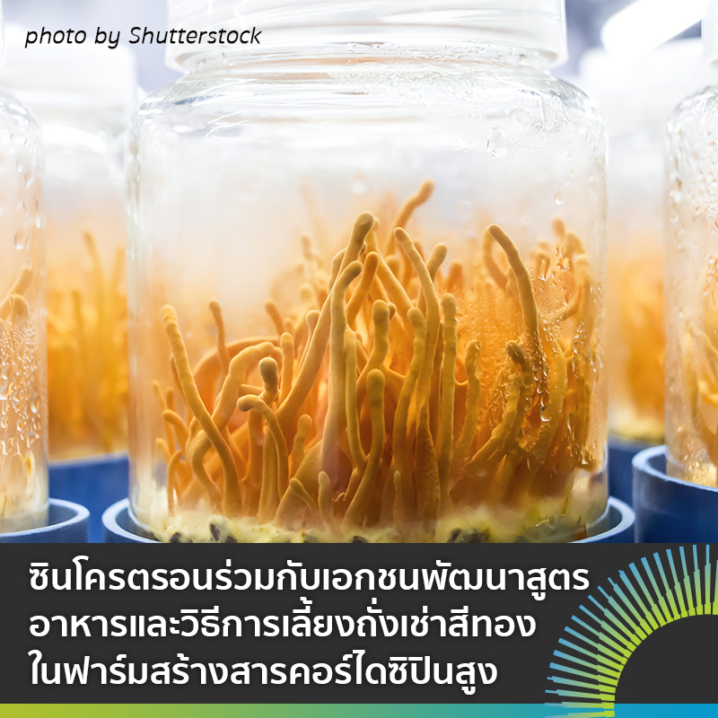 ถงเชา