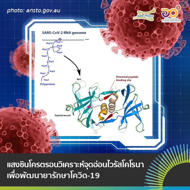 โครงสรางของโปรตน Non Structural protein 9 หรอ Nsp9