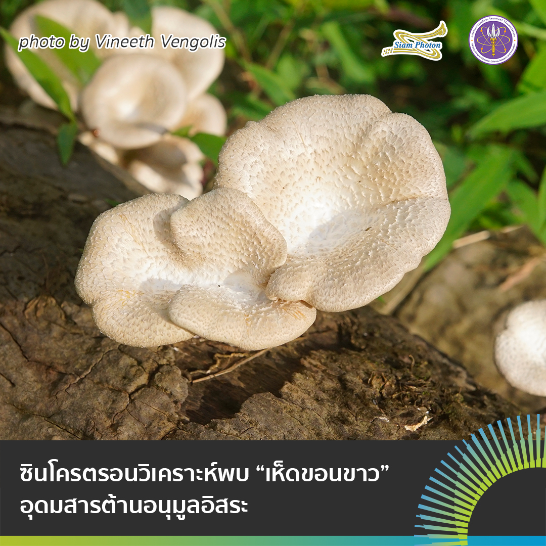 เหดขอนขาว