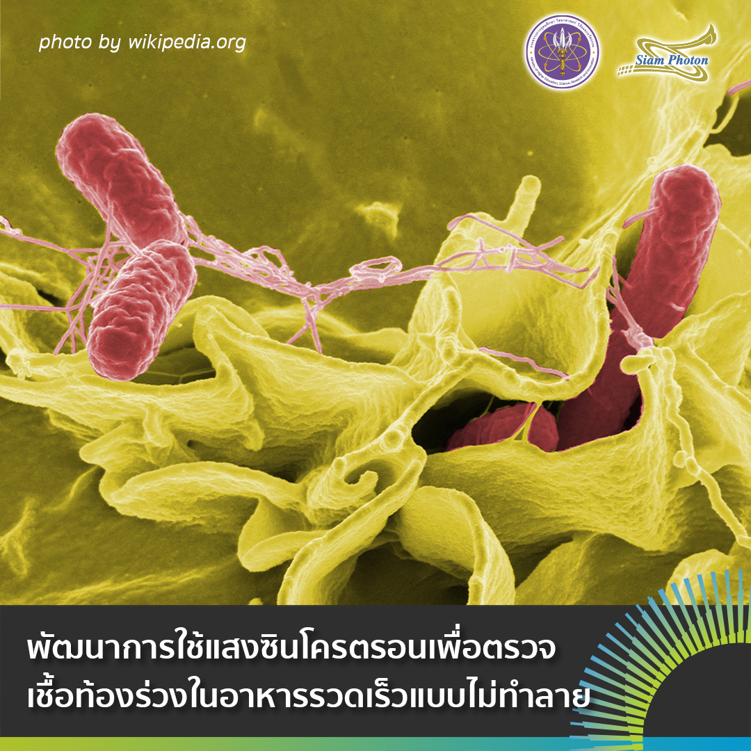 Salmonella