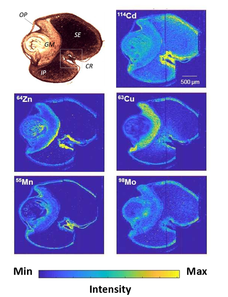 SEED XRF mapping