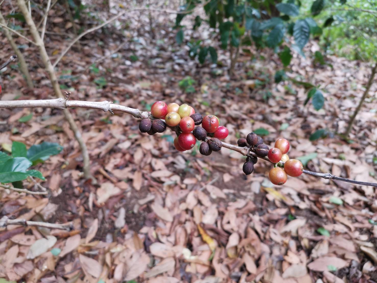 Coffee 3