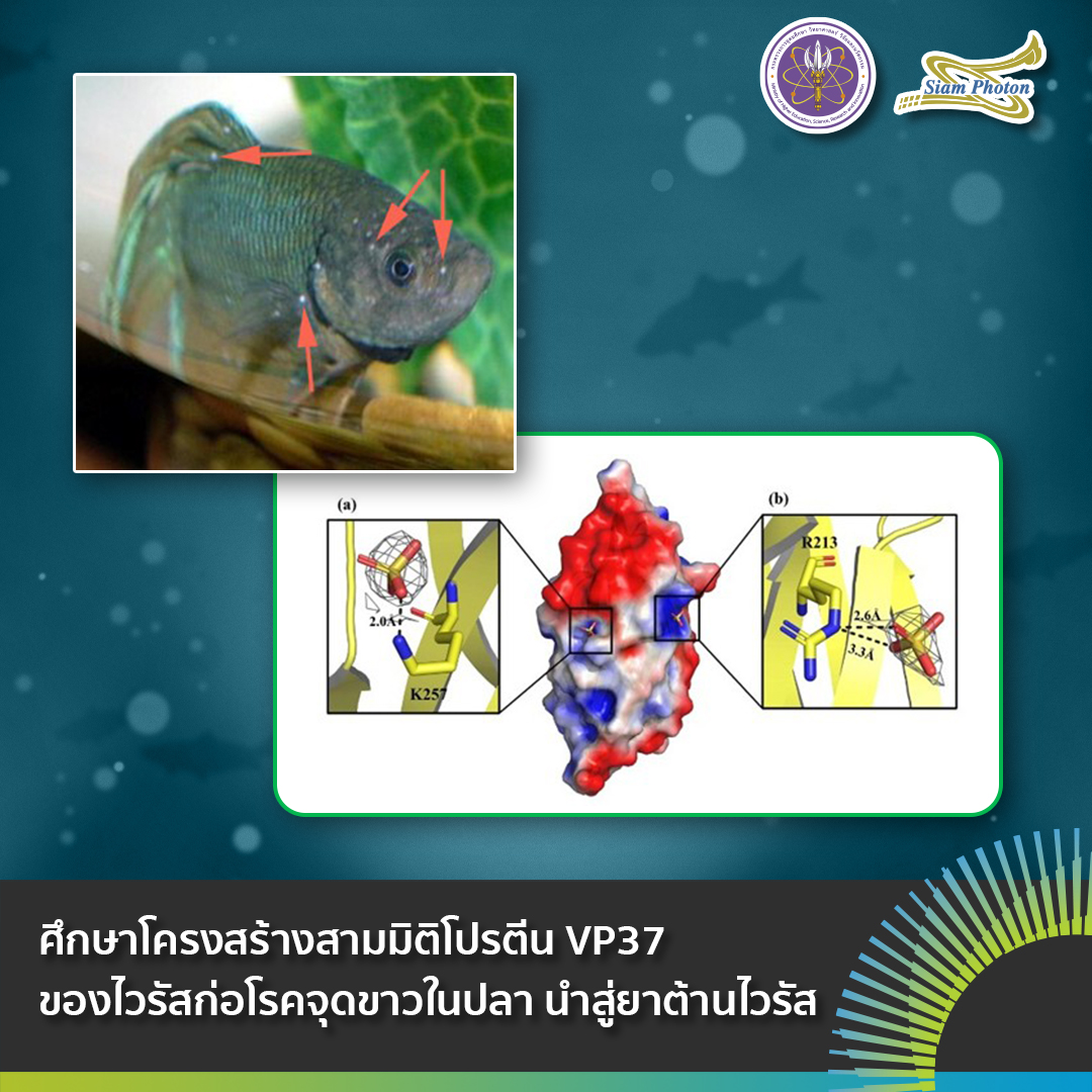 FB ไวรสจดขาว
