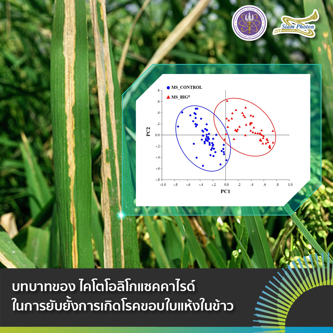 facebook บทบาทของ ไคโตโอลโกแซคคาไรดในการยบย