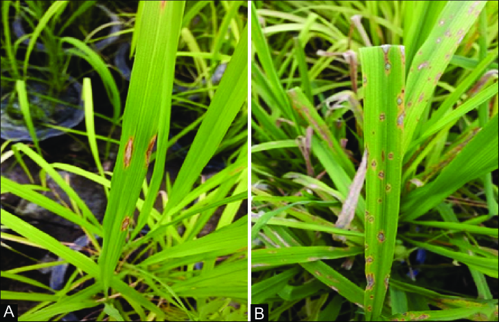 Symptoms of rice blast