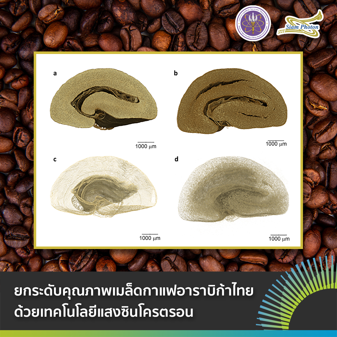 facebook ยกระดบคณภาพเมลดกาแฟอาราบกาไทย
