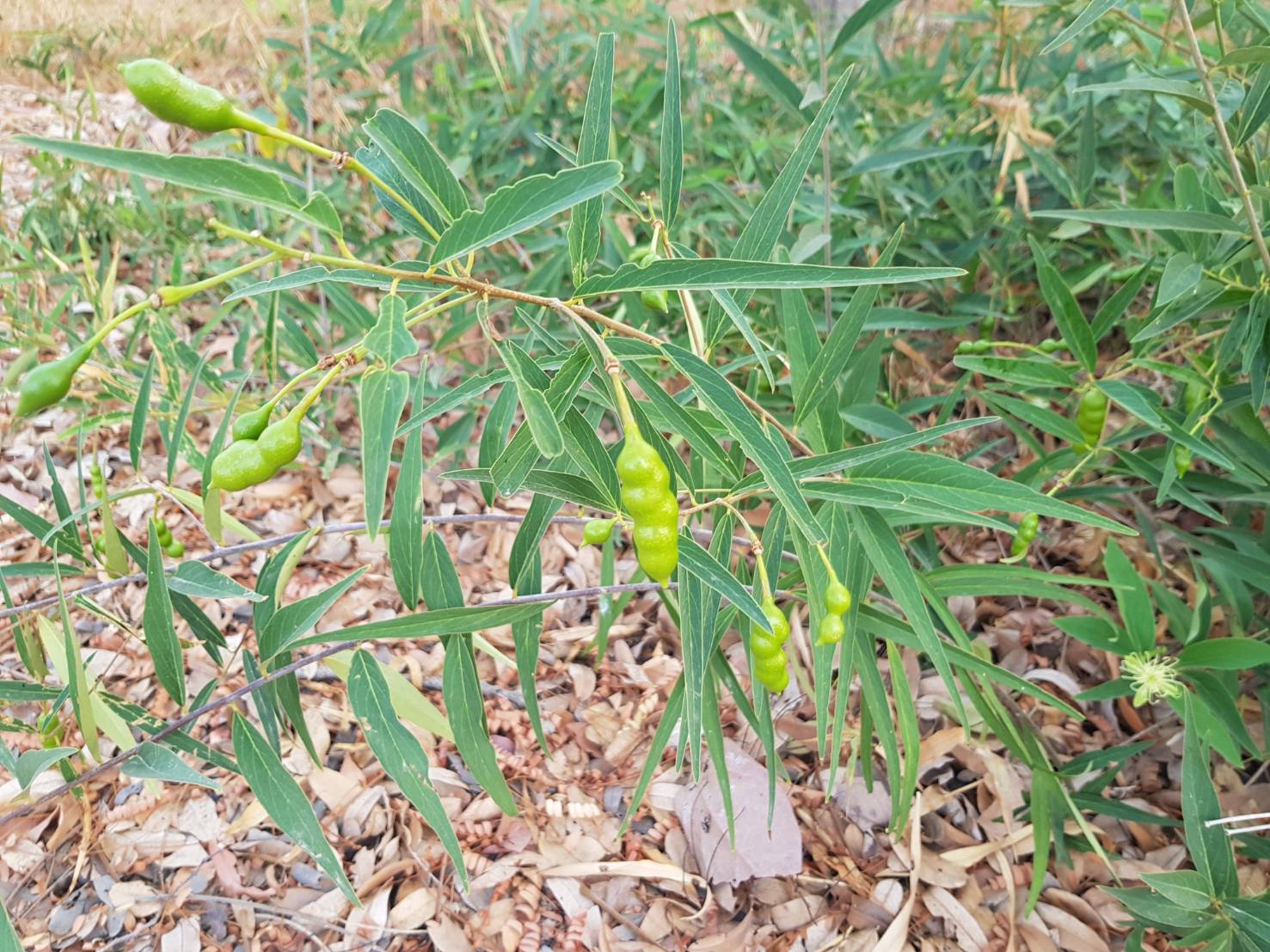 14374 Phytotaxa